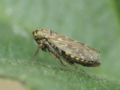 Euscelidius variegatus