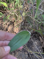 Helichrysum nudifolium oxyphyllum