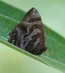 Flos fulgida singhapura