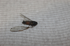 Yoyetta landsboroughi