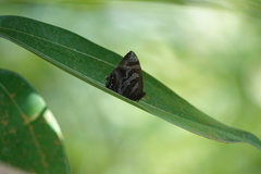 Flos fulgida singhapura