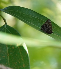 Flos fulgida singhapura