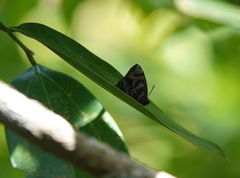 Flos fulgida singhapura