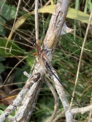 Ephialtes manifestator