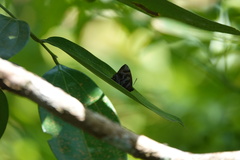 Flos fulgida singhapura