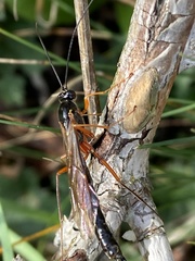 Ephialtes manifestator