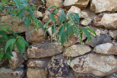 Prunus serotina capuli