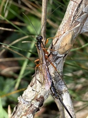 Ephialtes manifestator