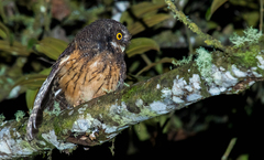 Megascops albogularis