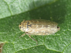 Euscelidius variegatus