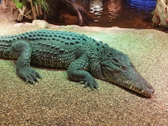 Crocodylus rhombifer