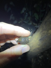 Eucalyptus planchoniana