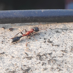 Tetraponera rufonigra