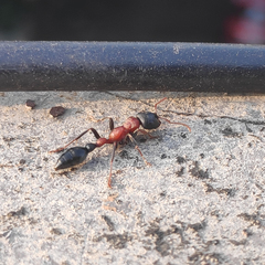 Tetraponera rufonigra