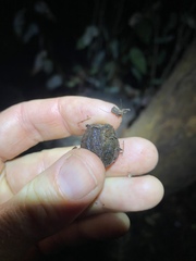 Eucalyptus planchoniana