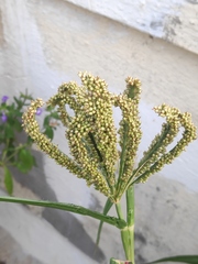 Eleusine coracana