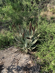 Aloe petricola