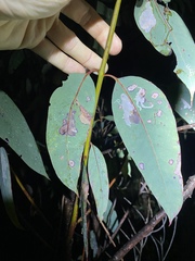 Eucalyptus planchoniana