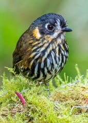 Grallaricula lineifrons