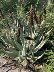 Aloe petricola