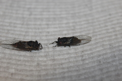 Popplepsalta notialis