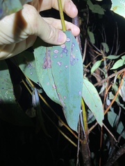 Eucalyptus planchoniana