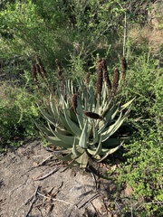 Aloe petricola