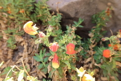 Calceolaria pisacomensis