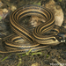 Graceful Brown Snakes - Photo (c) Todd Pierson, some rights reserved (CC BY-NC-SA)