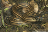 Graceful Brown Snakes - Photo (c) Todd Pierson, some rights reserved (CC BY-NC-SA)