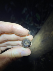 Eucalyptus planchoniana