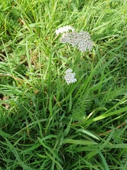 Achillea millefolium