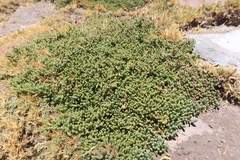 Salicornia andina