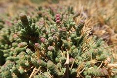 Salicornia andina