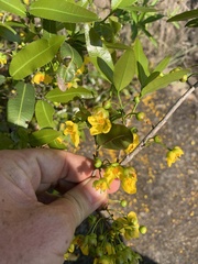 Ochna natalitia