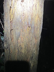 Eucalyptus planchoniana