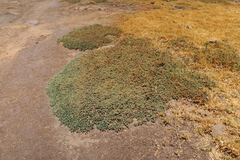 Salicornia andina