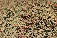 Salicornia andina