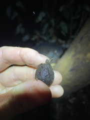 Eucalyptus planchoniana