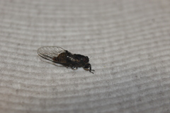 Popplepsalta notialis