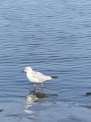 Chroicocephalus cirrocephalus