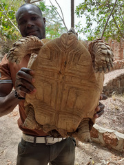 Centrochelys sulcata