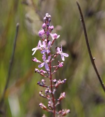 Stylidium araeophyllum