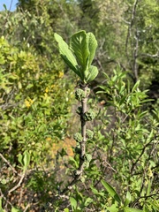 Pavetta schumanniana