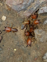 Syntermes molestus