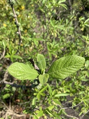 Pavetta schumanniana