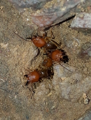 Syntermes molestus