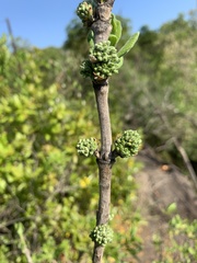 Pavetta schumanniana