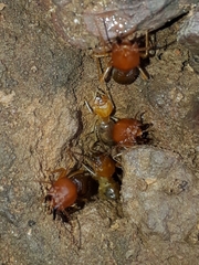 Syntermes molestus
