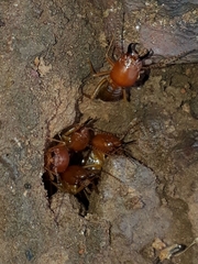 Syntermes molestus